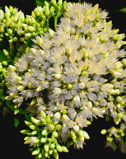 Sedum hybridum `Honey Gold`